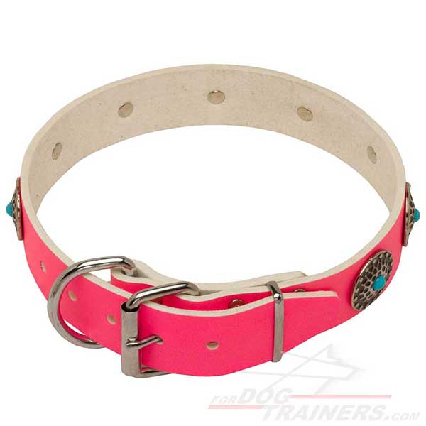 Designer Leather Cane Corso Collar with Nickel Plated Fittings