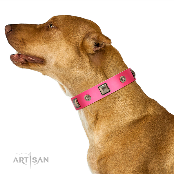 Decorated leather Dalmatian collar for comfortable walking