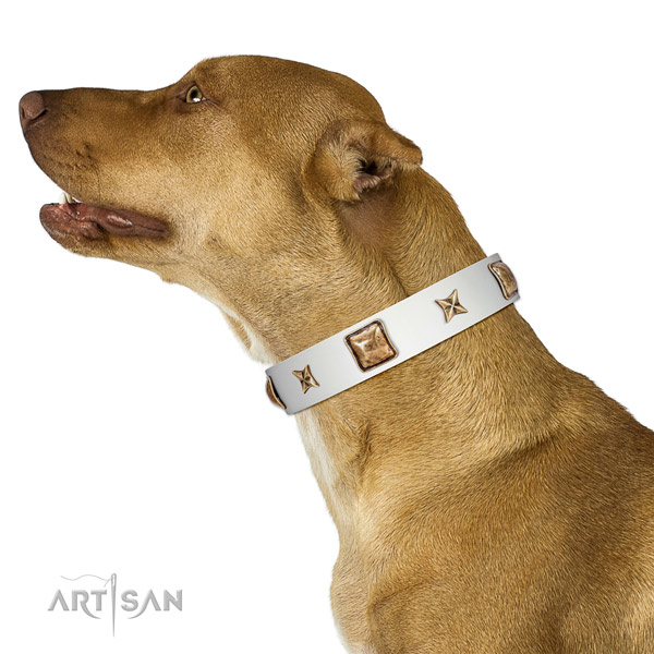 Comfortable white leather Pitbull collar for walking