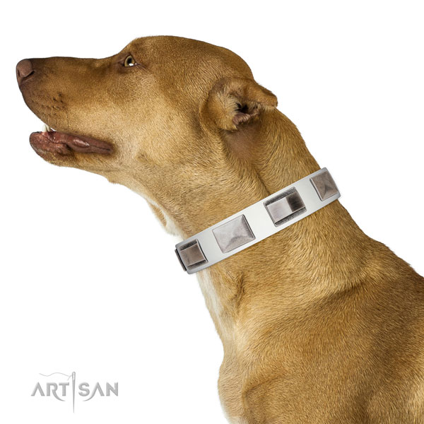 Extraordinary walking leather Pitbull collar with chic decorations