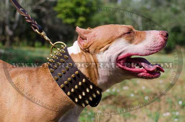 Spiked Leather Pitbull Collar