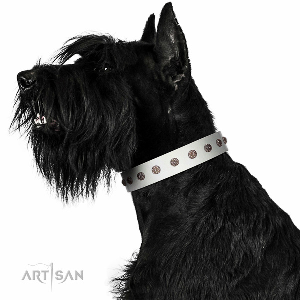 Top-notch quality walking leather Riesenschnauzer collar