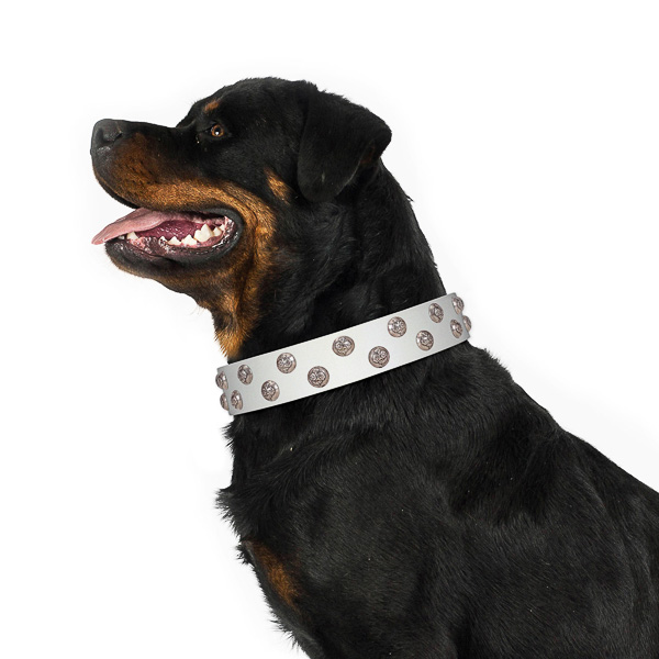 Fabulous walking white leather Rottweiler collar with chic decorations