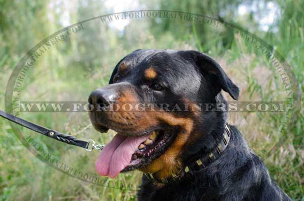 Rottweiler Dog Collar for Walking