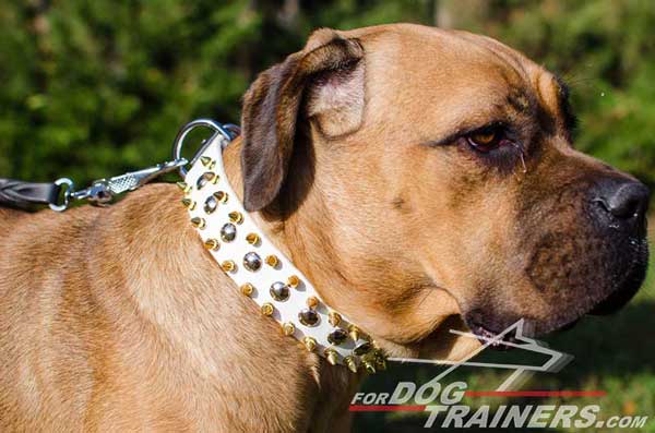 White 3 Rows Decorated Leather Cane Corso Collar with Nickel Studs and Brass Spikes