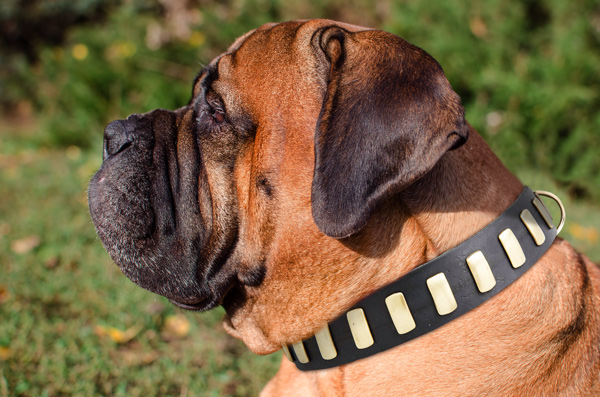 Dog Collar Made of Leather on Bullmastiff