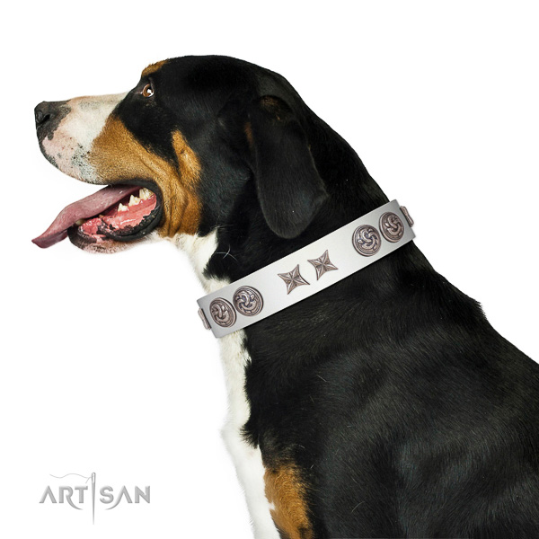 Extraordinary walking white leather Swiss Mountain Dog collar with chic decorations