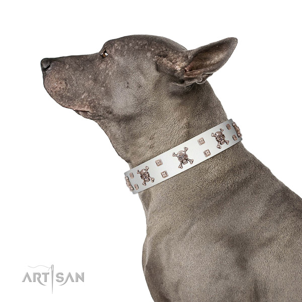 High-quality walking white leather Thai Ridgeback collar