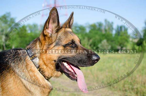 Walking Leather Dog Collar decorated for German Shepherd