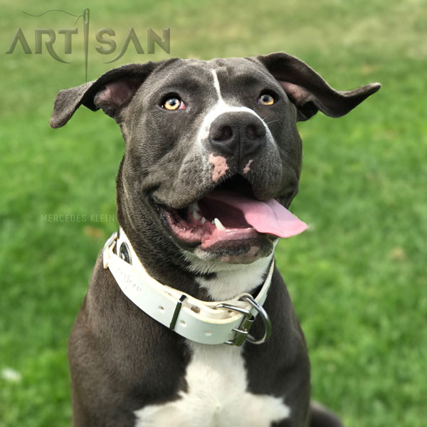 American Bulldog Collar Designed for Dog Comfortable Walking