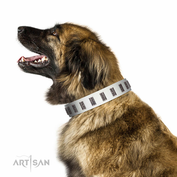 Deluxe walking  white leather Leonberger collar with engraved plates