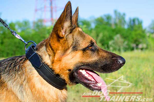 Leather German Shepherd Collar with Felt Padding for Safe Training