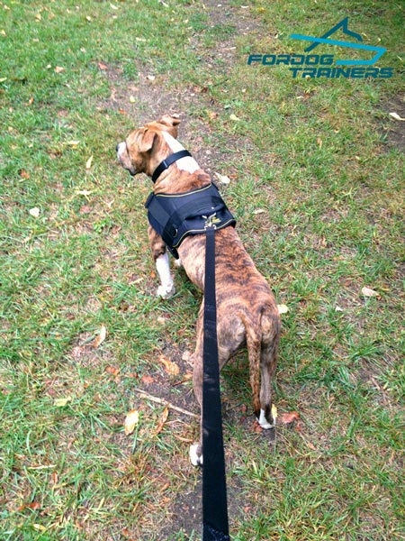 All-Weather Pitbull Harness with Padded Chest Plate