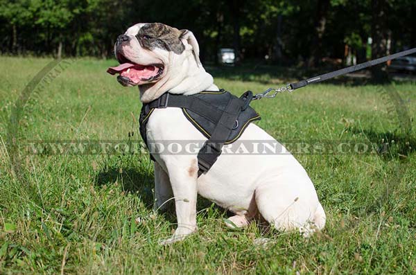 Nylon dog harness for American Bulldog Breed