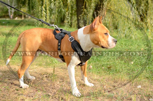 Easy Adjustable Leather Canine Harness for Attack Work