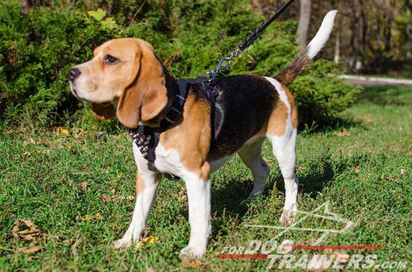Beagle Black Leather Dog Harness with Adjustable Straps