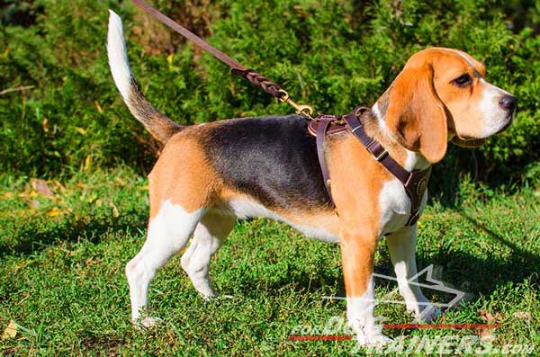 Royal Leather Beagle Harness of Brown Color