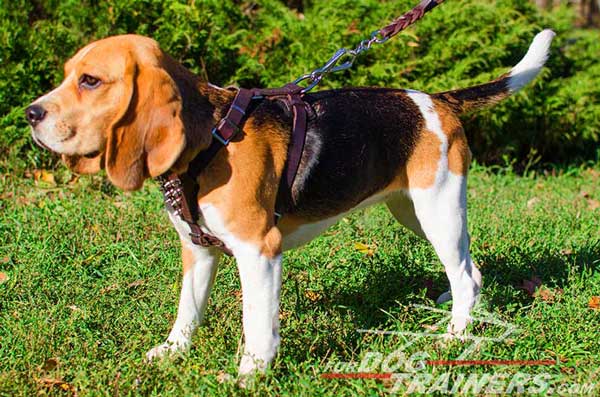 Spiked Padded Brown Leather Dog Harness for Beagles