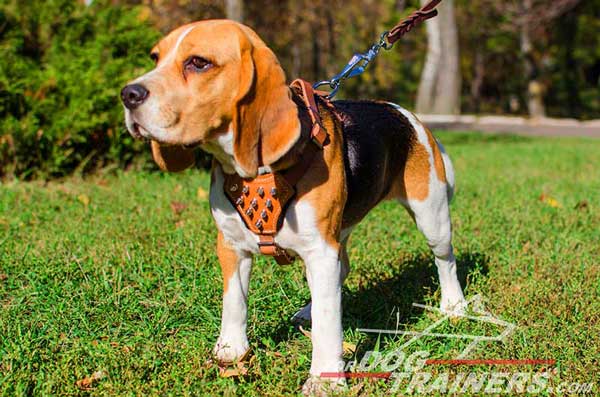 Tan Leather Dog Harness for Beagle Walking