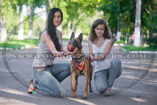 Leather Belgian Malinois Harness for Everyday Walking