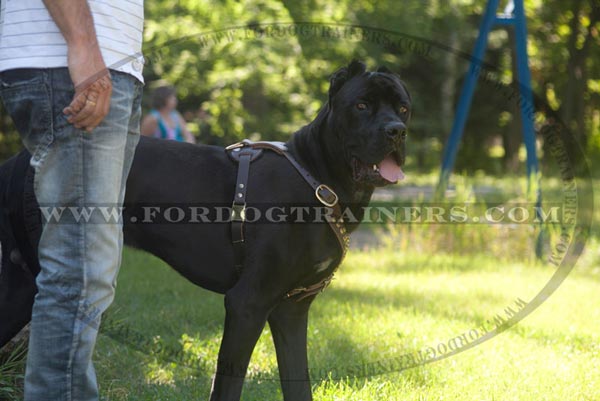 Cane Corso Breed Standard Dog Supplies