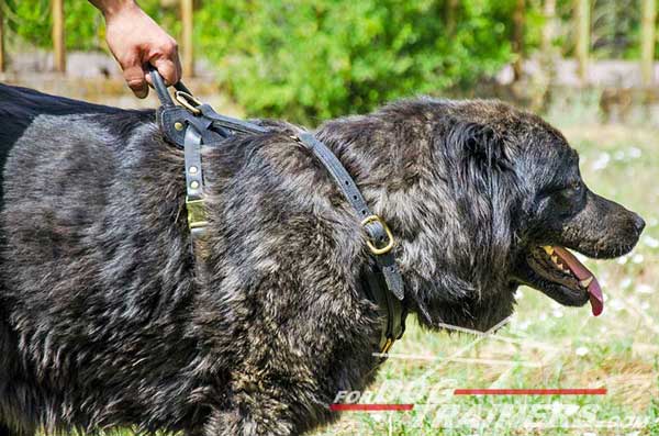 Caucasian Shepherd Breed Standard Dog Supplies