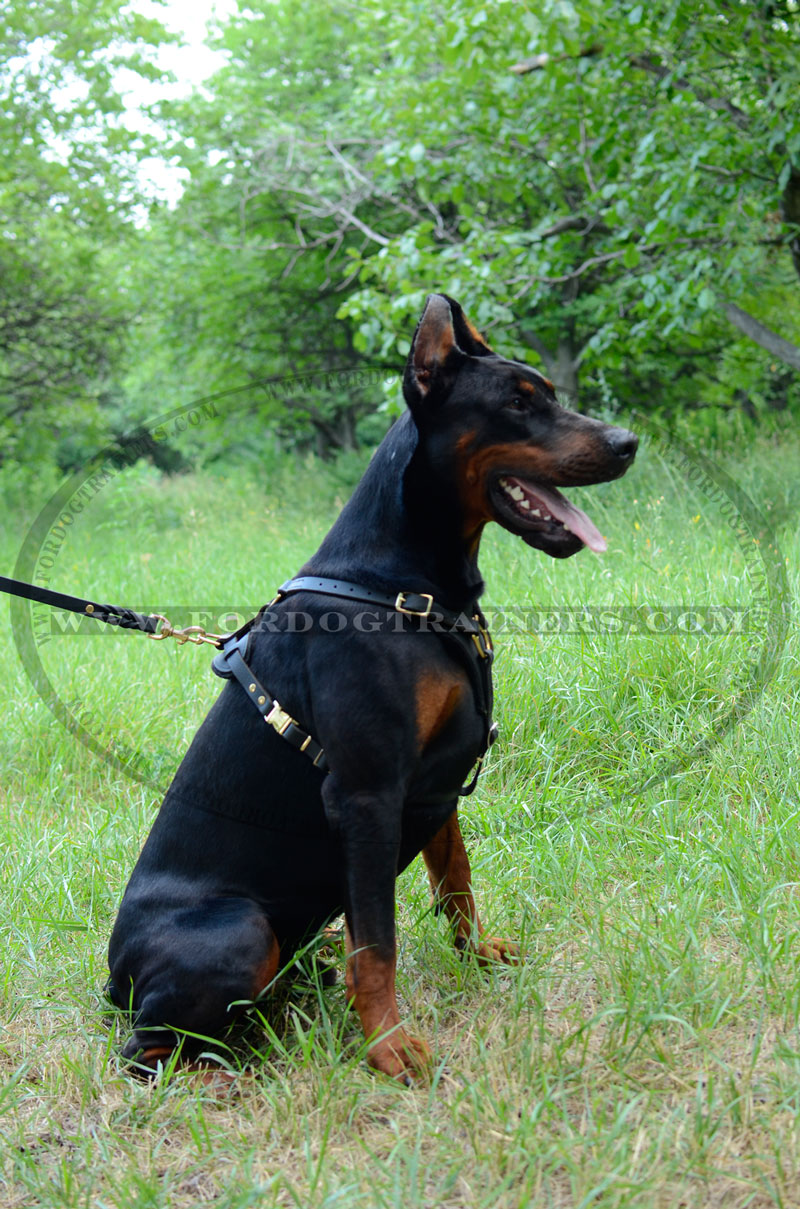 Doberman Leather Dog Harness for Training,tracking,walking a dog : Doberman  Breed: Dog harness, Muzzle, Collar, Leash
