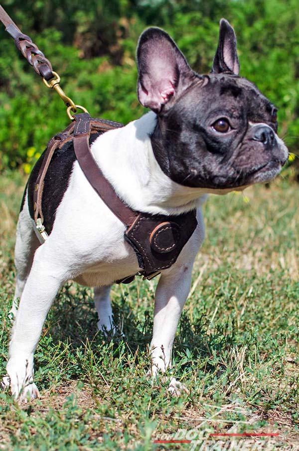 Dog Harnesses - Everything You Need To Know - SpiritDog Training