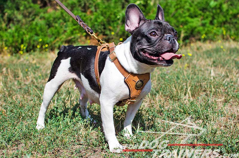 View Best Harness For French Bulldog Collection – See more ideas about ...