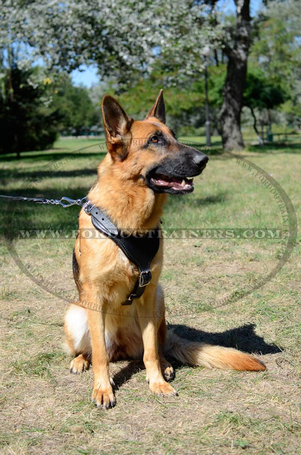 Highly Reliable Training Dog Harness