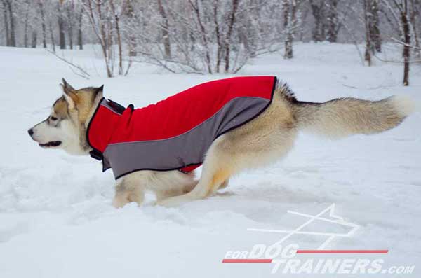 Warming winter coat for Huskies