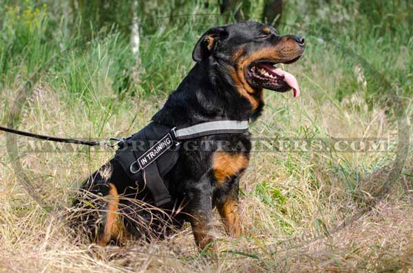 Strong Nylon Harness with reflective trim for Rottweiler