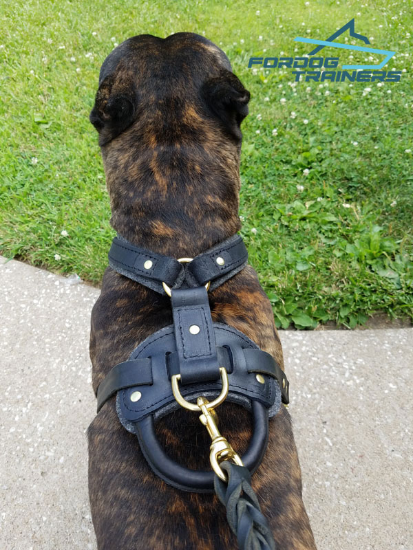 Leather Dog Harness Best Gear For Daily Use H1 1073 Leather Dog Harness Protection padded