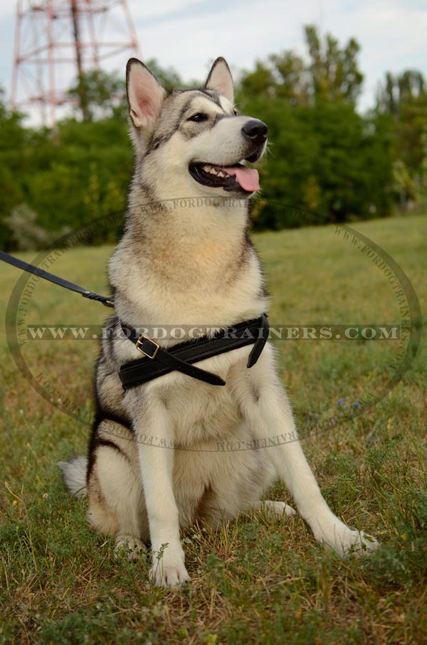 Leather Malamute Harness with wide chest strap