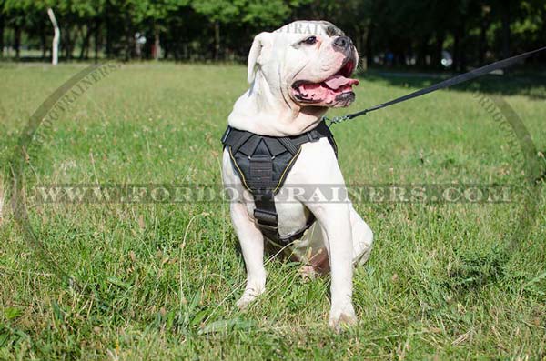 Padded dog harness for American Bulldog