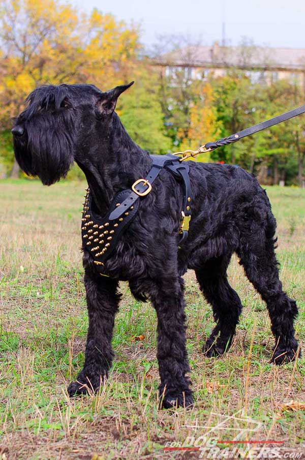 Brass Spiked Leather Harness for Riesenschnauzers