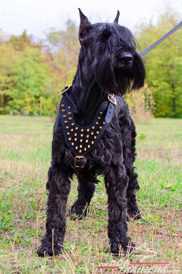 Daily Walking Harness for Risenschnauzers