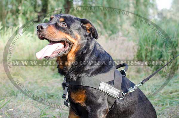 What You Should Know about Rottweilers : Dog Supplies