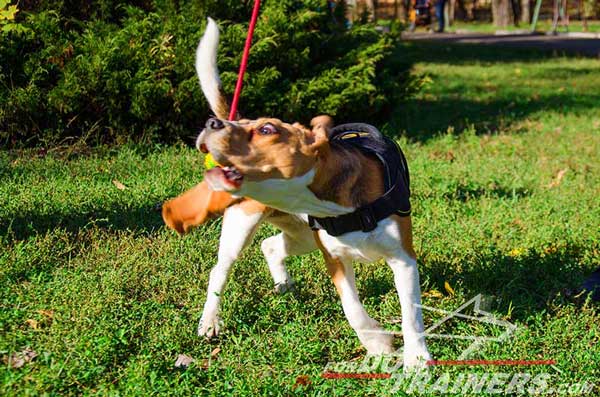 Dog Harness Nylon Padded Protects The Beagle's Back From Hitting