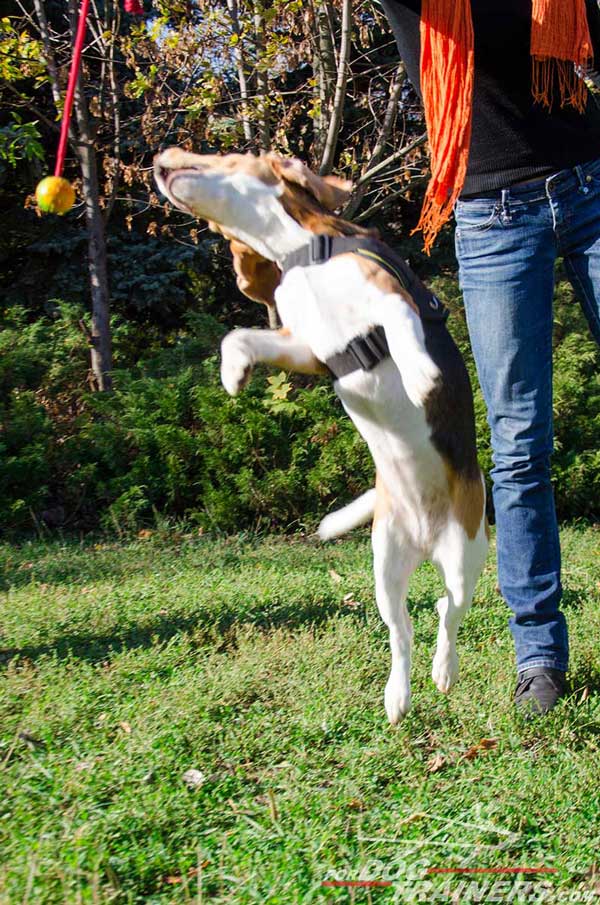 Quality Nylon Beagle Harness Allows The Dog To Jump Up As High As Possible