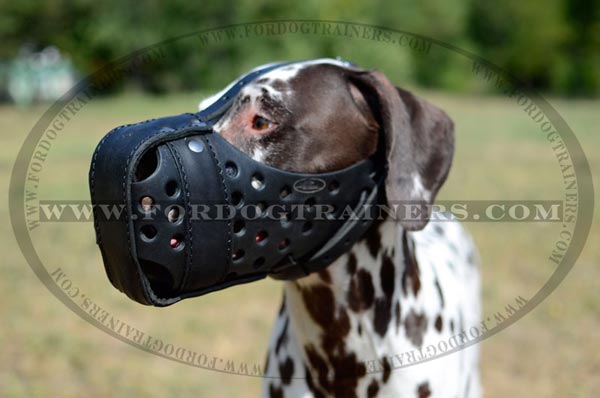 Dalmatian well fitting training leather dog muzzle
