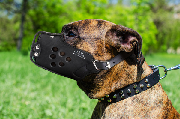 German Shepherd wearing a leather dog muzzle