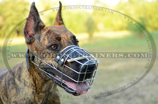 Metal Dog Muzzle on Great Dane Dog Breed