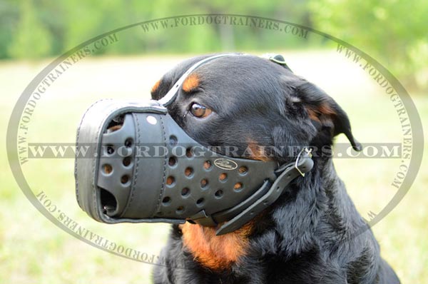 Rotty leather dog muzzle
