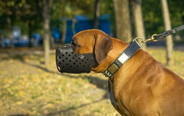 Walking Dog Muzzle on Boxer