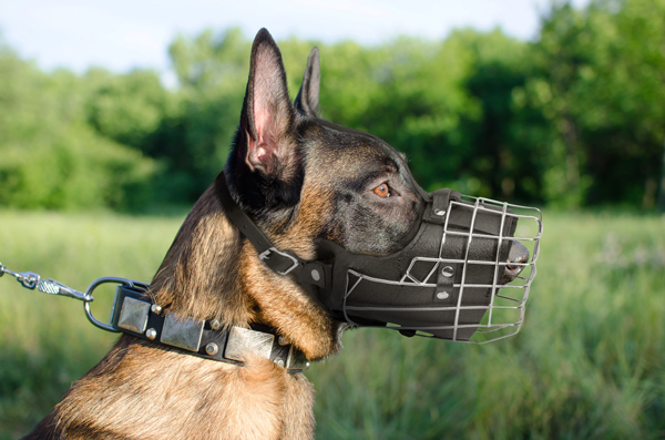 Training Walking Leather Dog Muzzle on Belgian Malinois