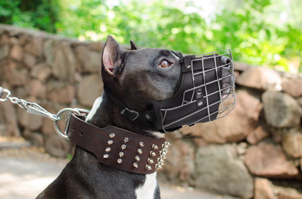 Handmade Leather Dog Muzzle on Amstaff