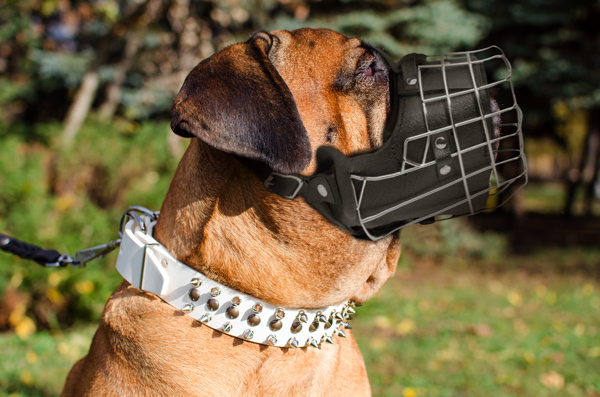 Wire Cage Leather Dog Muzzle on Bullmastiff