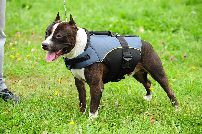 Dog Vest for Saffordshire Terrier Amstaff Dog Coat Jacket Dog Vest for Saffordshire Terrier Amstaff Dog Coat Jacket