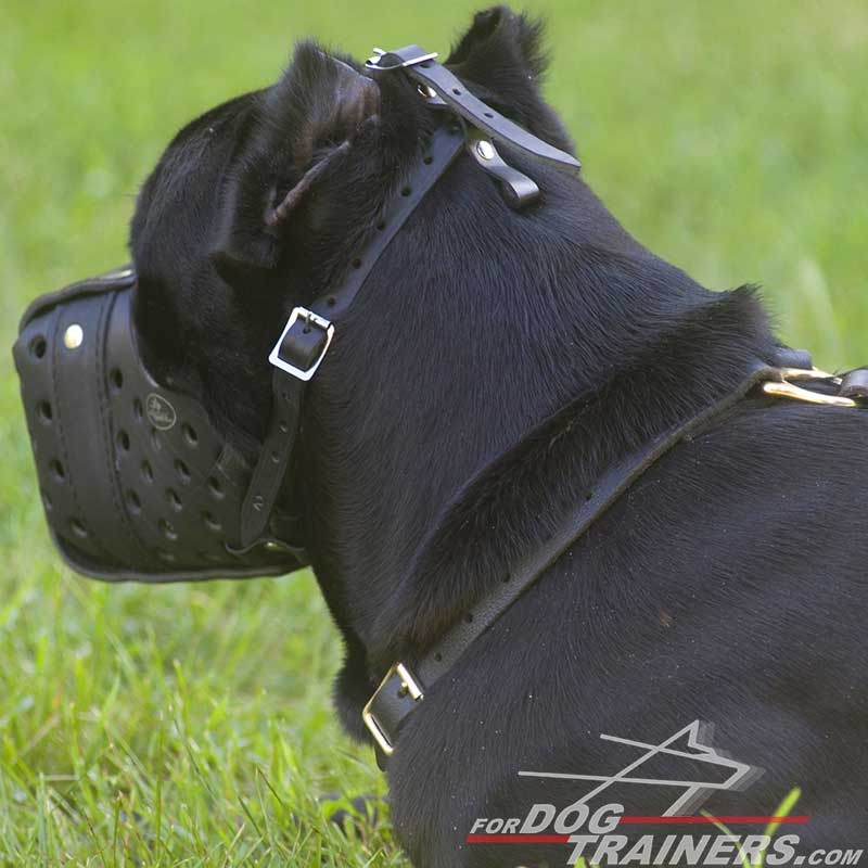 Custom Leather Dog Collar for CANE CORSO - Designer Dog Collar : Mastiff  Breed: Harnesses, Muzzles, Collars, Leashes, Bite Tugs and Toys